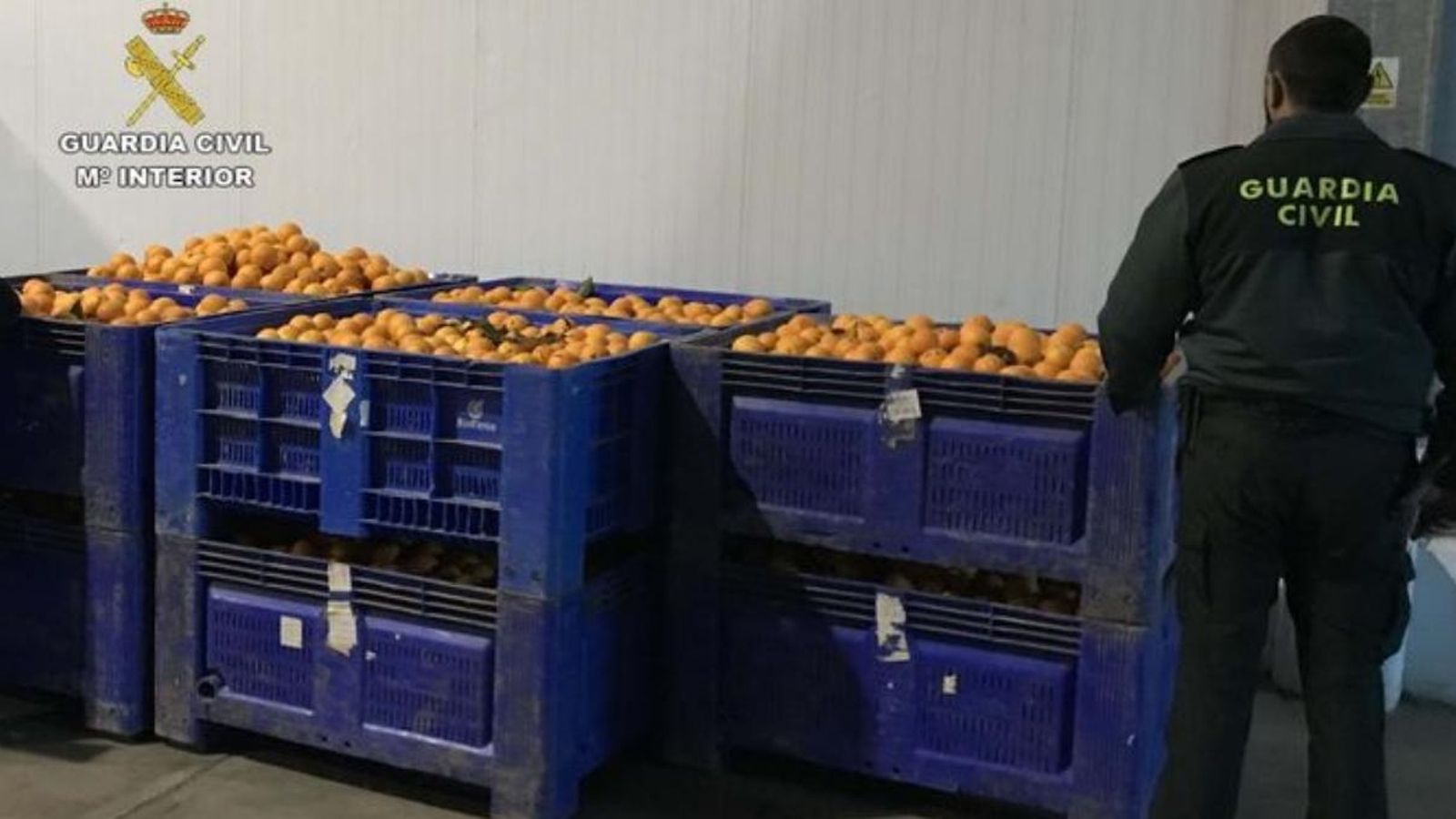 Catorze detinguts per robar 350.000 quilos de taronges a la Ribera