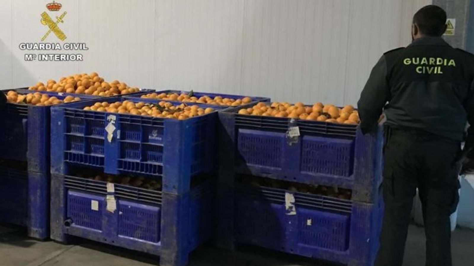 Catorze detinguts per robar 350.000 quilos de taronges a la Ribera Catorze detinguts per robar 350.000 quilos de taronges a la Ribera
