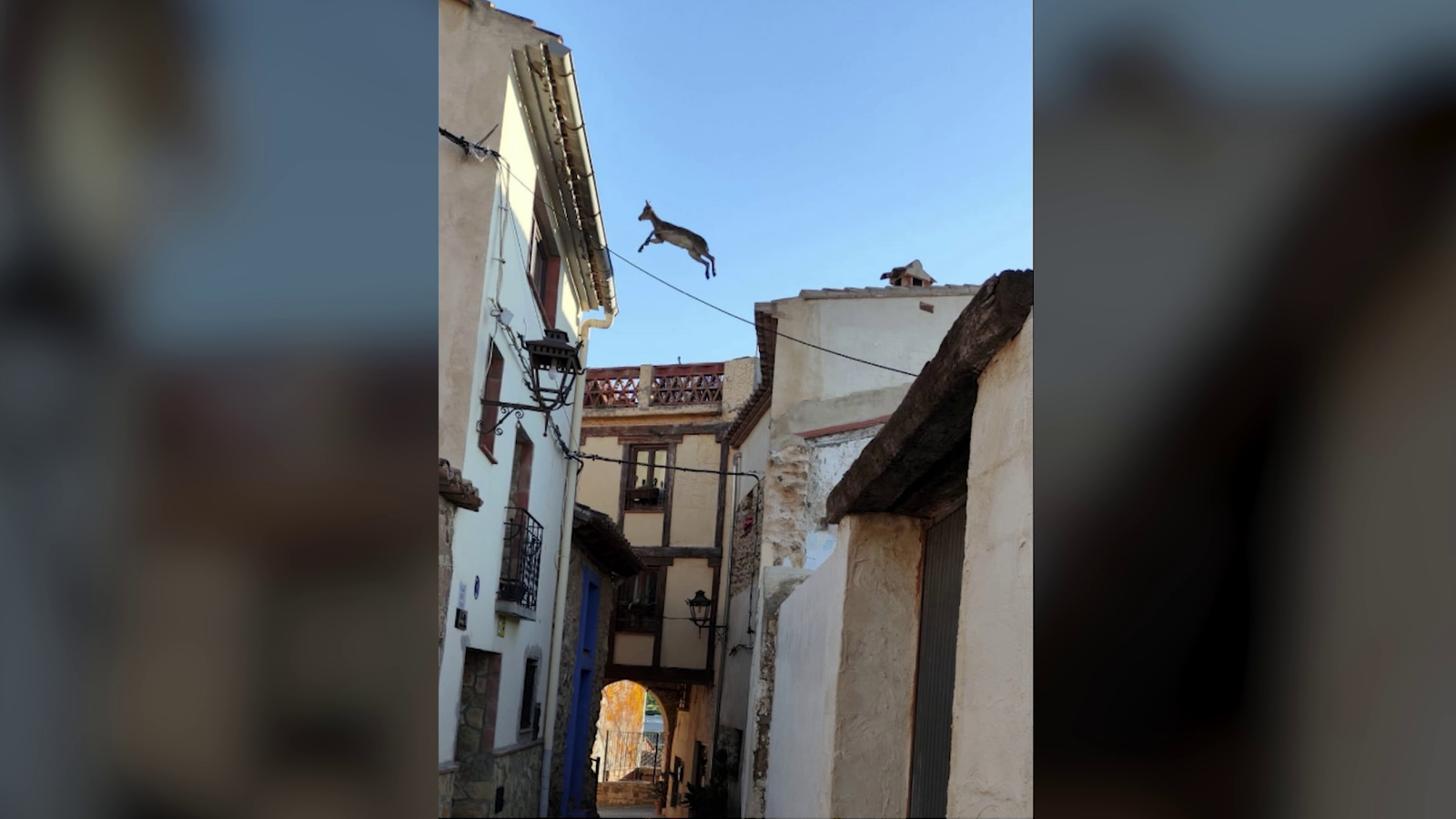 Una de les cabres silvestres passa, per l'aire, de part a part del carrer, en unes imatges d'este dimarts