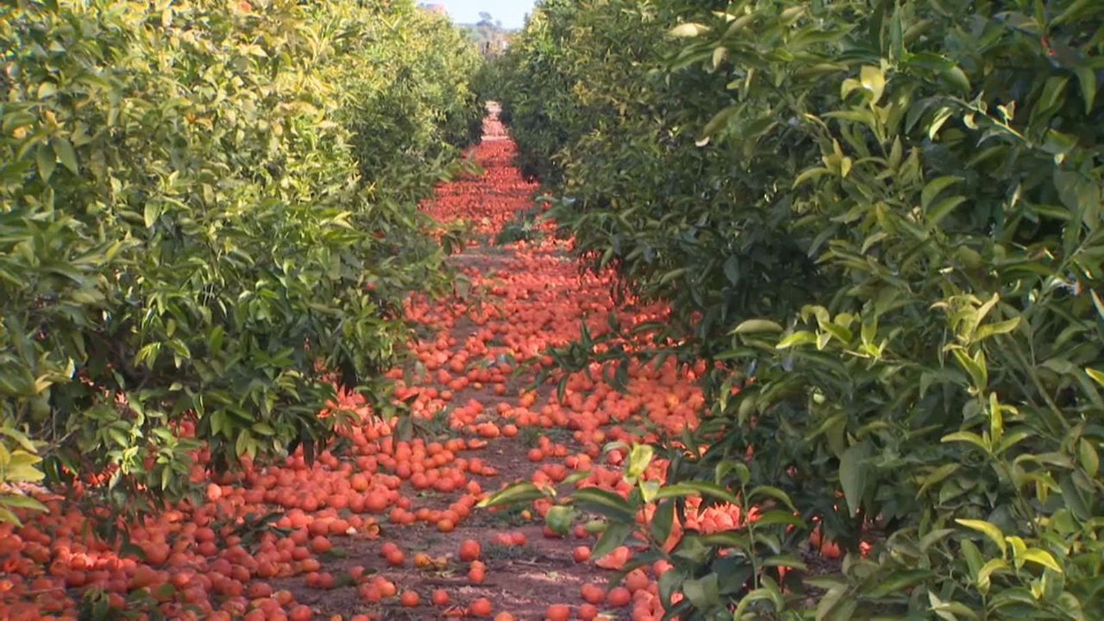 29.01.2019 NM Entrevista a Ricardo Bayo, representant d\'Intercitrus, arran de l\'acusació de falta de professionalitat