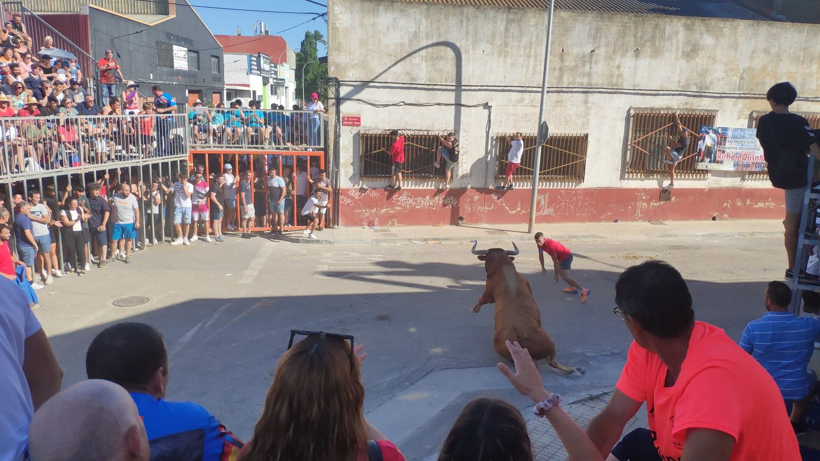 Celebració dels bous al carrer aquest dissabte a Paiporta