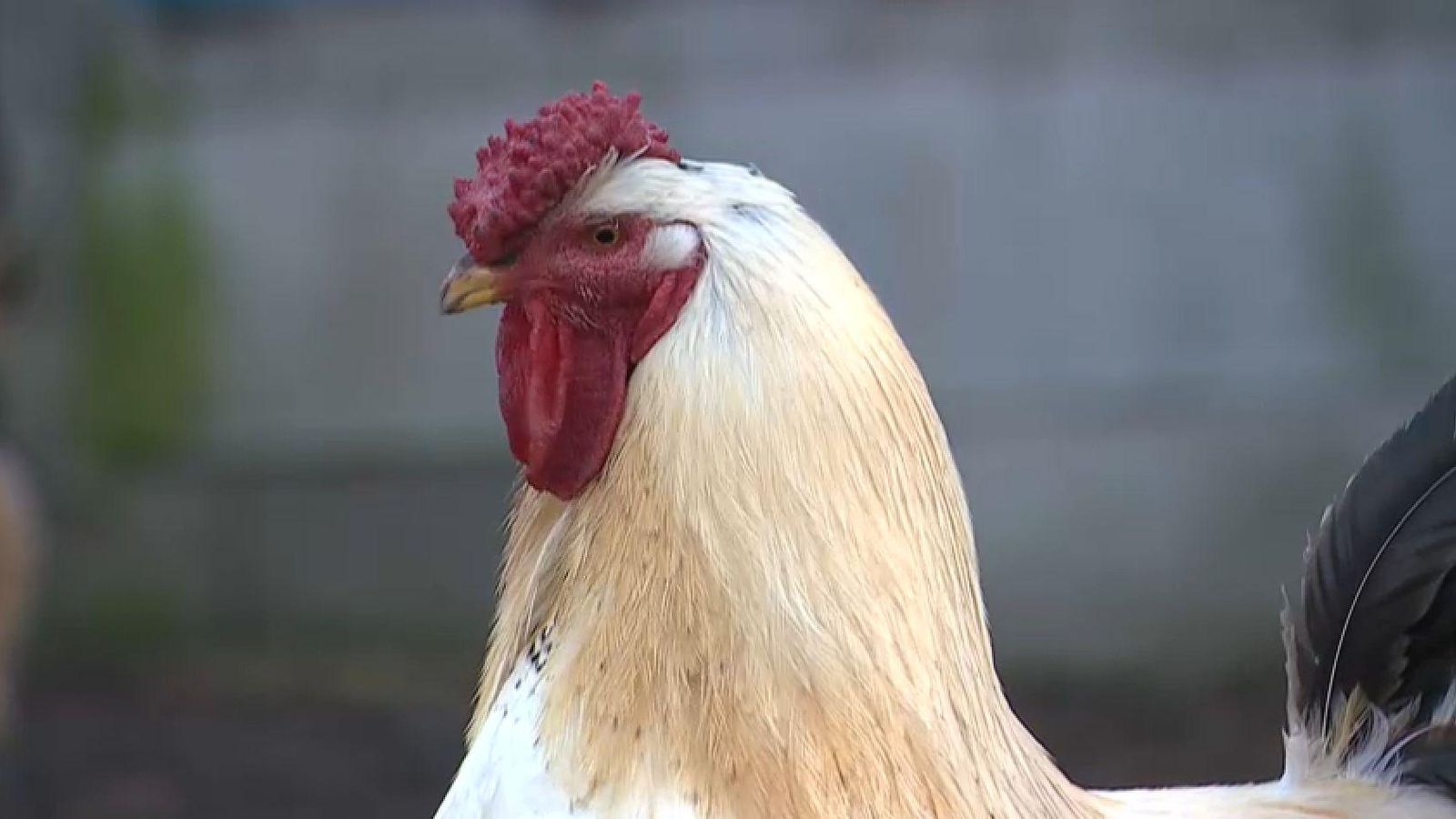 Les mesures de la conselleria pretenen evitar la propagació de la malaltia infecciosa