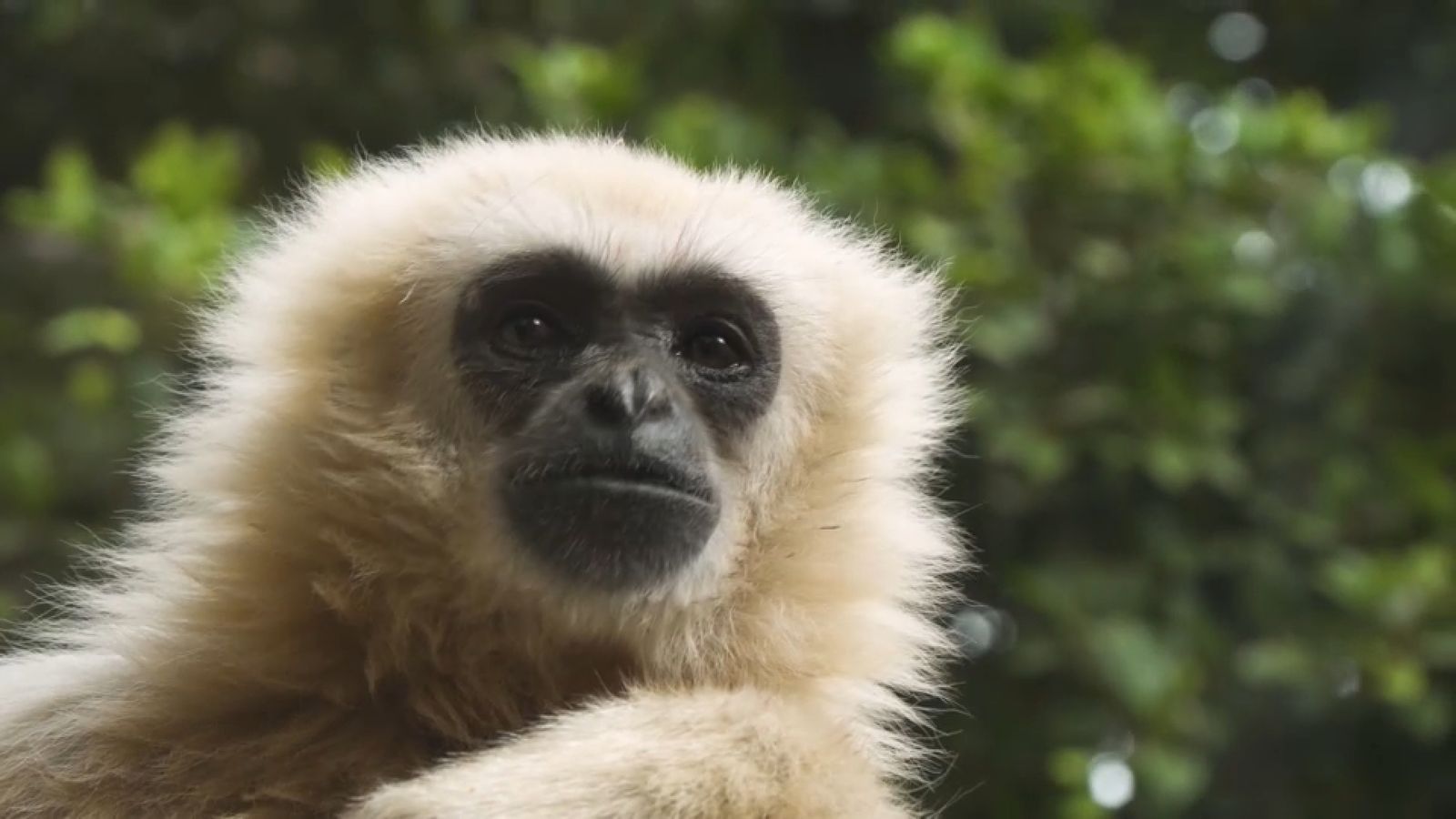 Animalades | un món bestial 25
