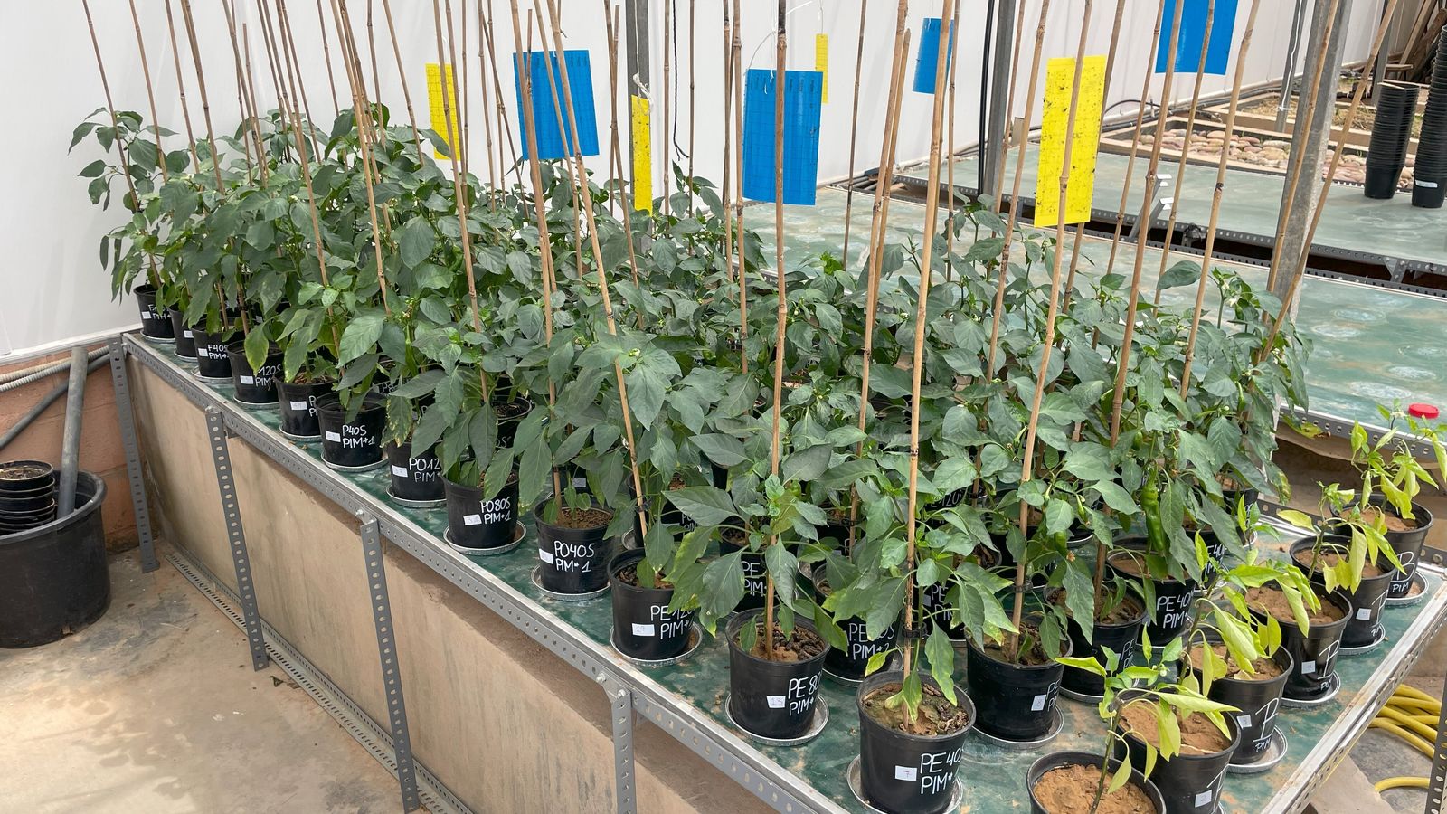 EuropaPress 5322252 equipo upv trabaja sistema reutilizar fertilizantes lodos depuradoras