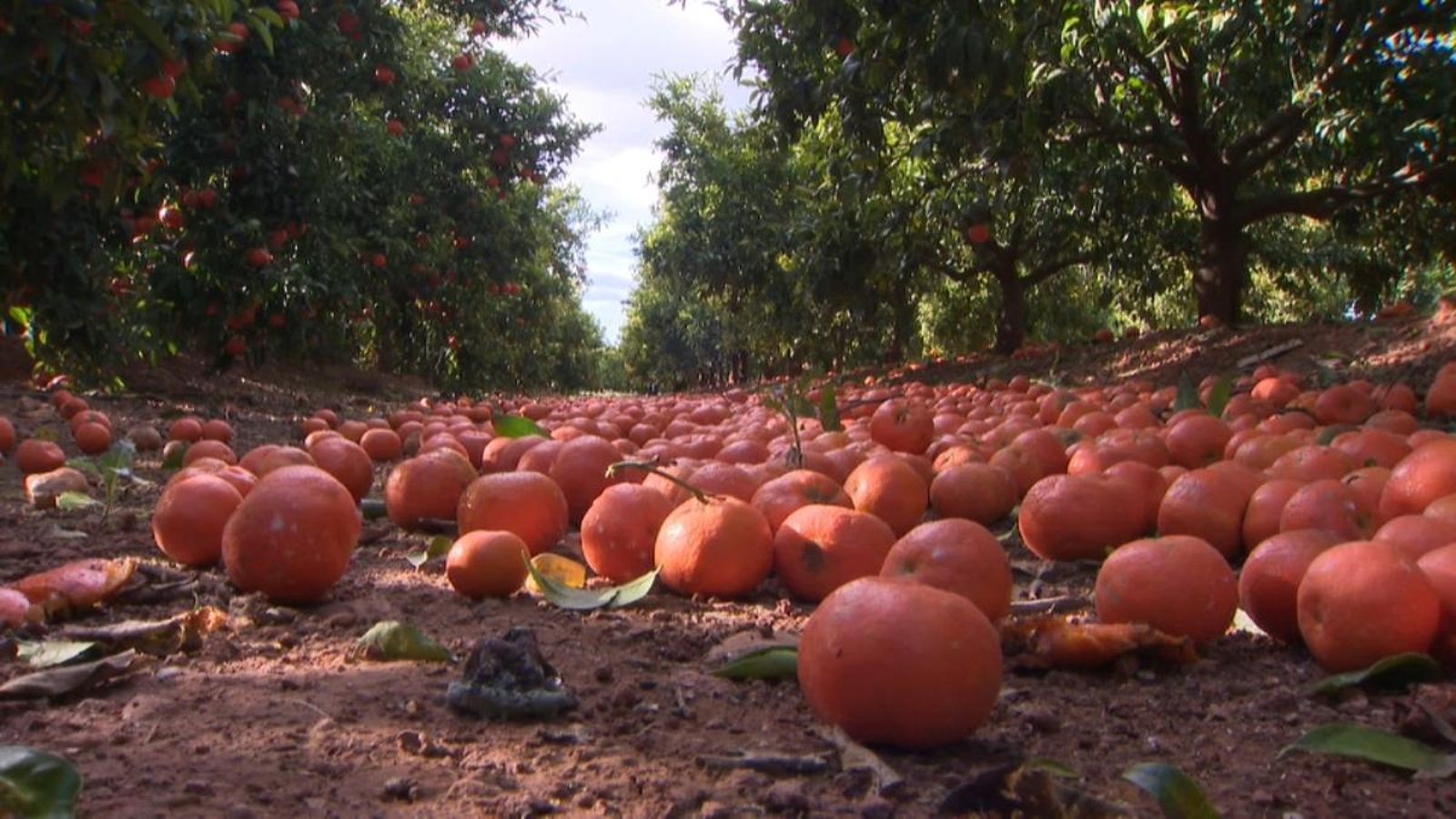 El cítric valencià demanarà a Brussel·les aplicar la mateixa normativa a taronges de tercers països
