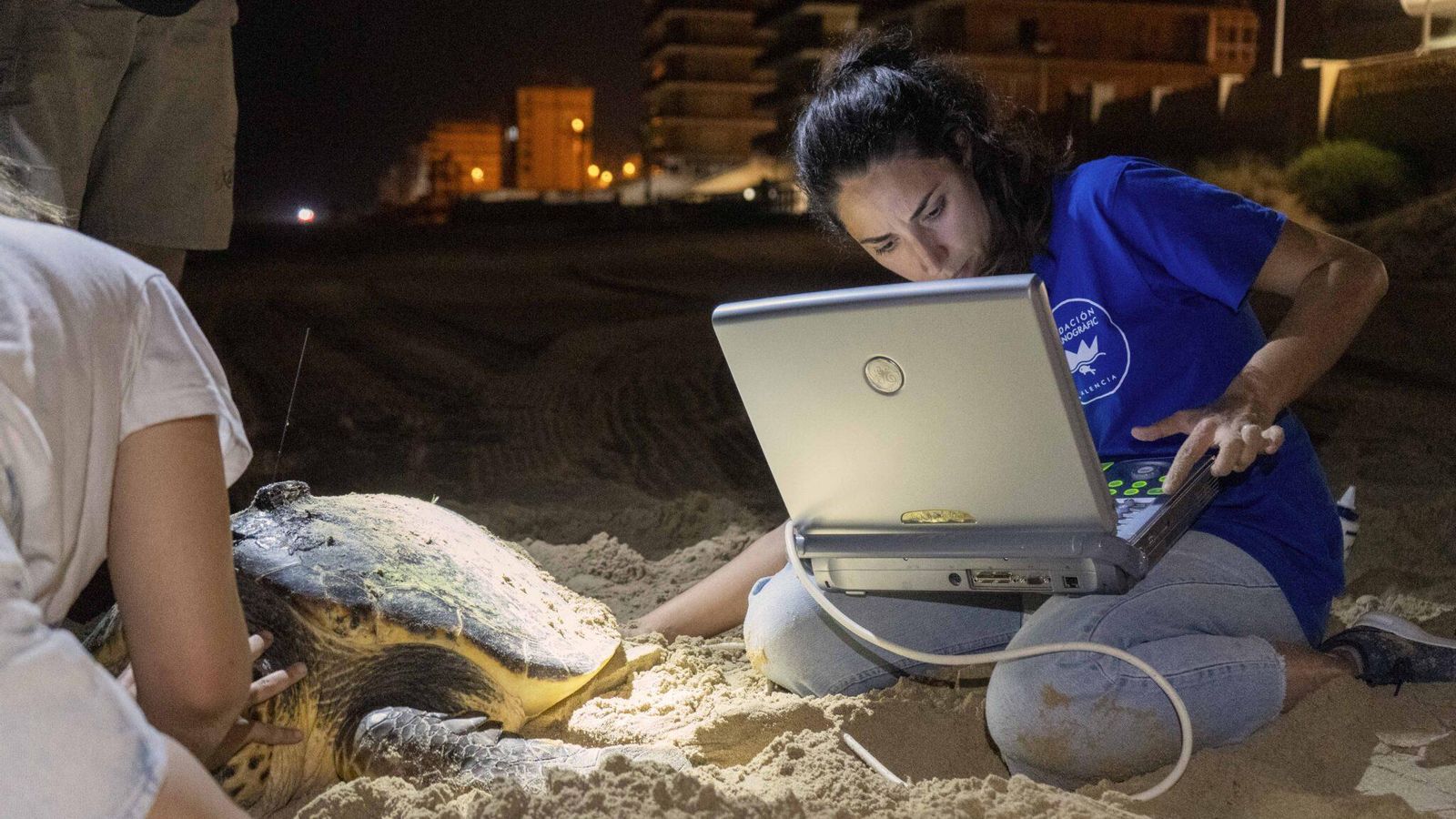 El personal veterinari ha fet una ecografia a la tortuga marina