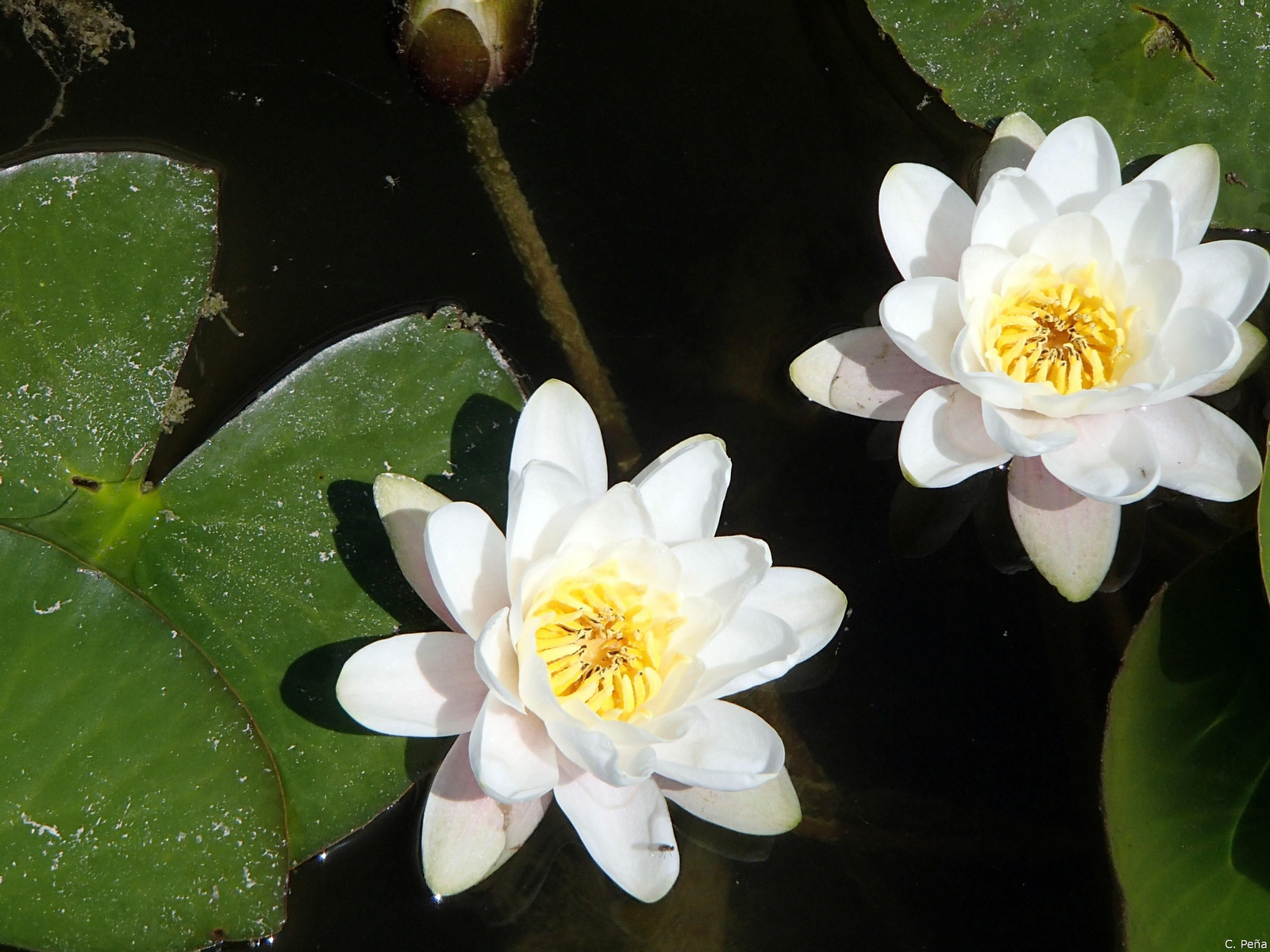 Exemplar de Nymphaea Alba, el nenúfar blanc, en perill d'extinció