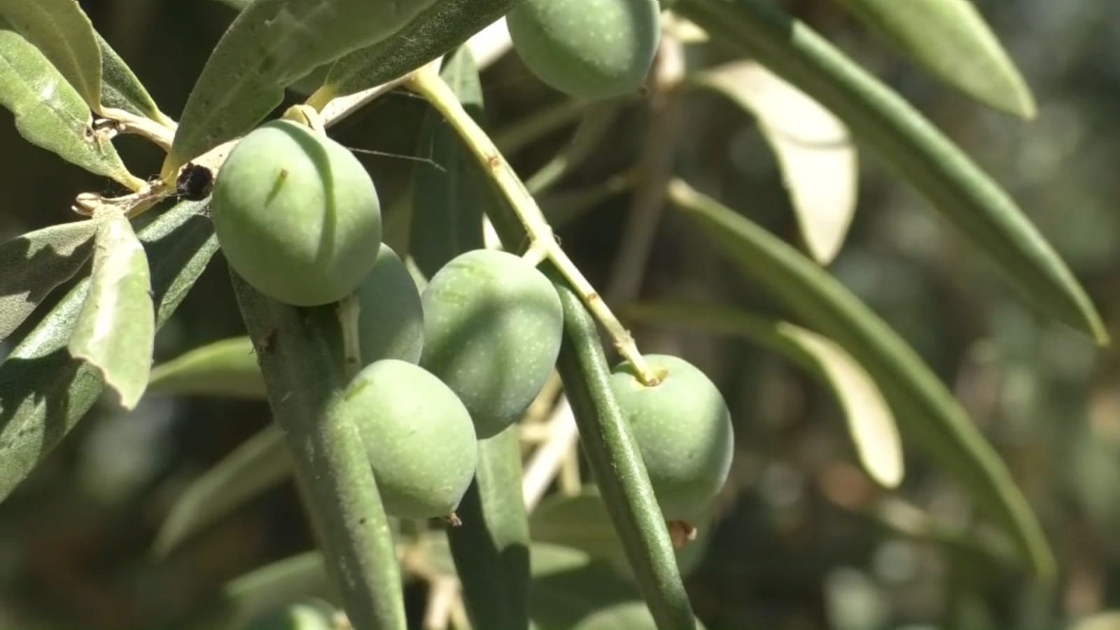 Imatge d'arxiu d'olives