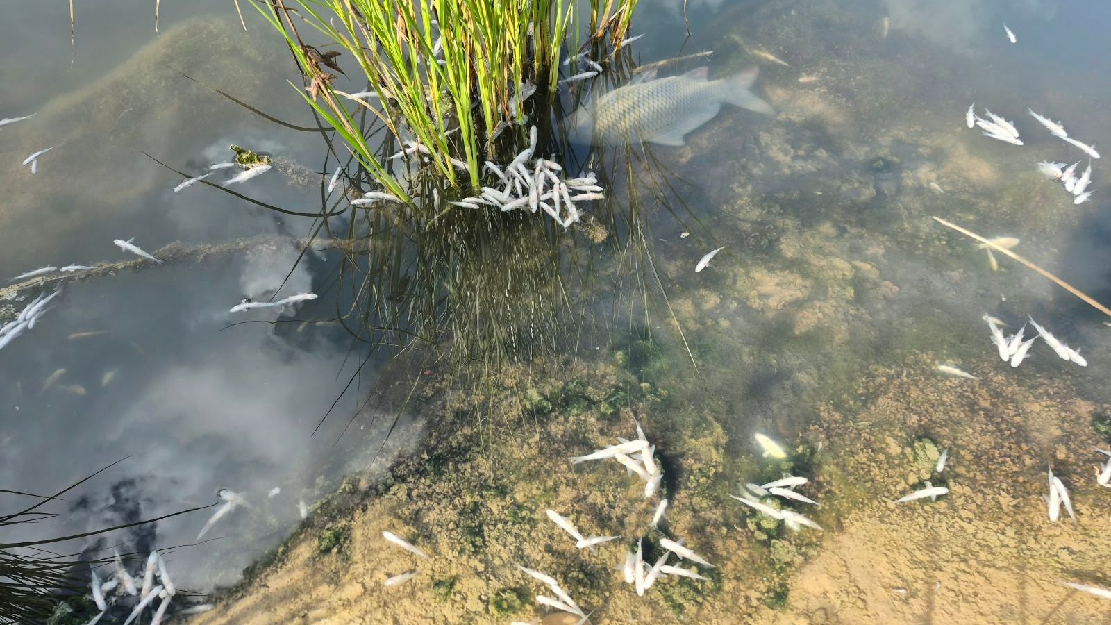 Peixos morts al riu Magre