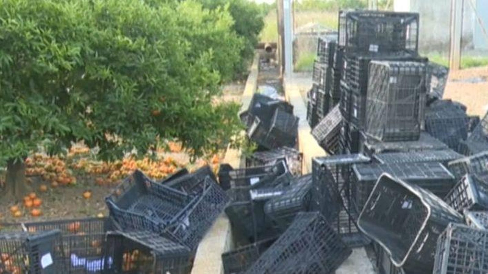 Els lladres van fugir corrent quan van ser descoberts i van abandonar més de 2.000 kg de clementines