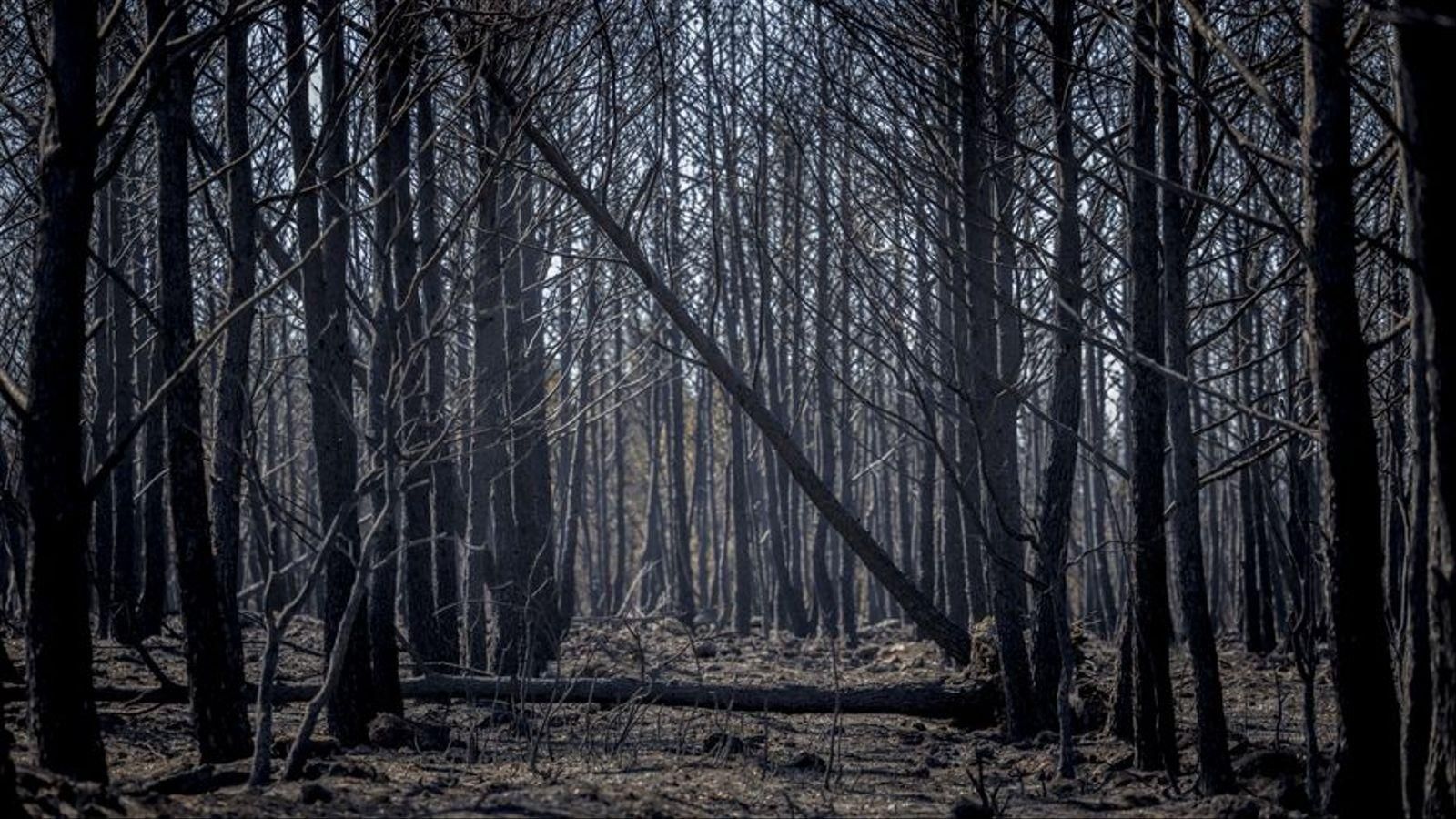 Begís després de l'incendi