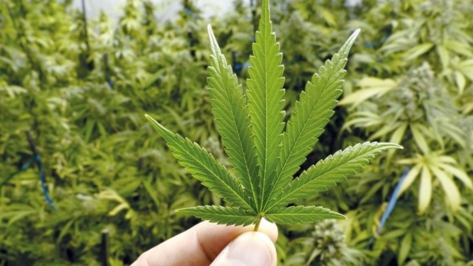 Sis detinguts per vendre droga en el mercat negre