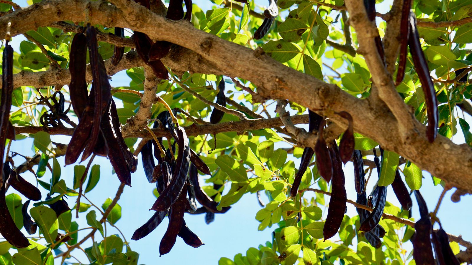 Cooperatives Agro-alimentàries ha remés una carta a la Delegada del Govern, Pilar Bernabé, en la qual sol·liciten l'adopció urgent de mesures