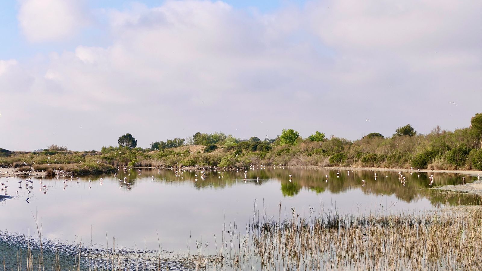 7 RACÓ DE L'OLLA, L'ALBUFERA, MIQUEL FURIÓ