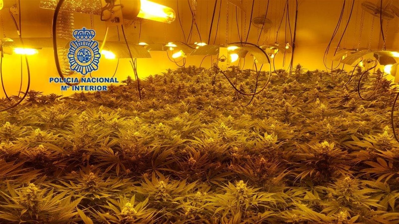 En total, els agents van confiscar 557 plantes en un estat de floració avançat