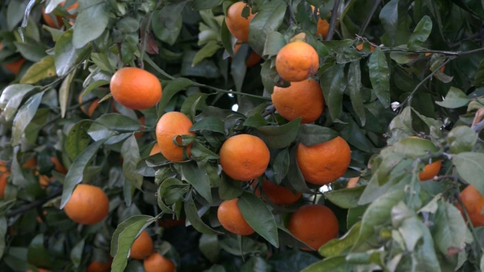 Imatge d'un camp de taronges