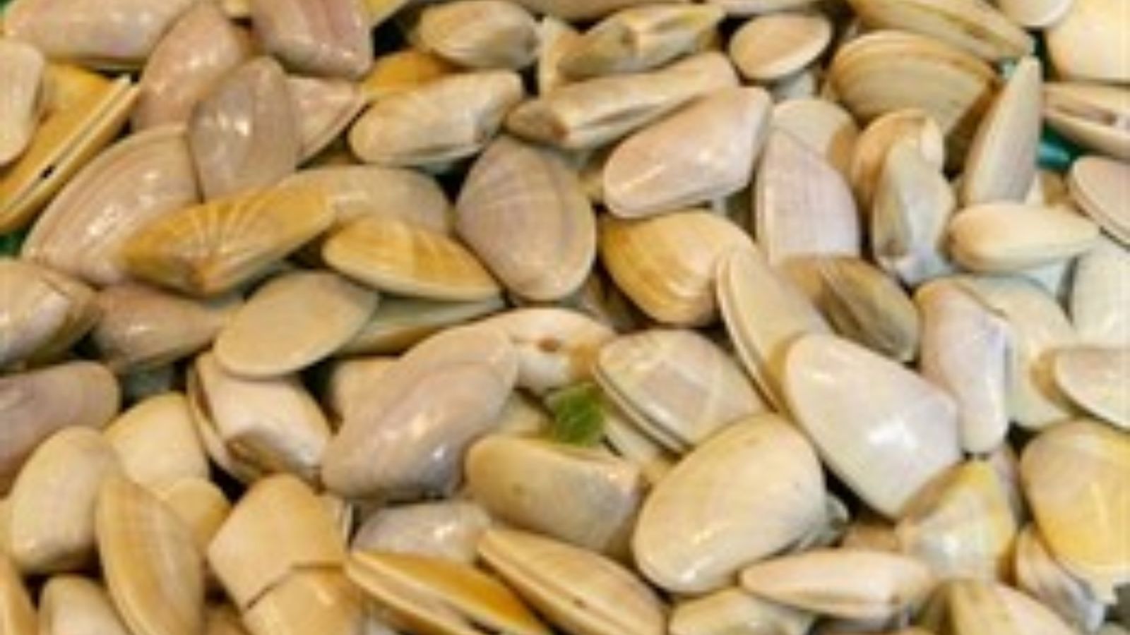 Autoritzat de nou el marisqueig de tellina a les zones de Gandia i Oliva