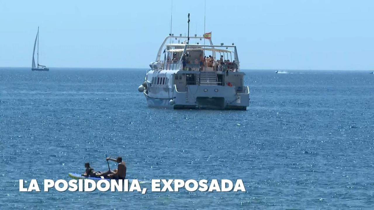 La posidònia, exposada