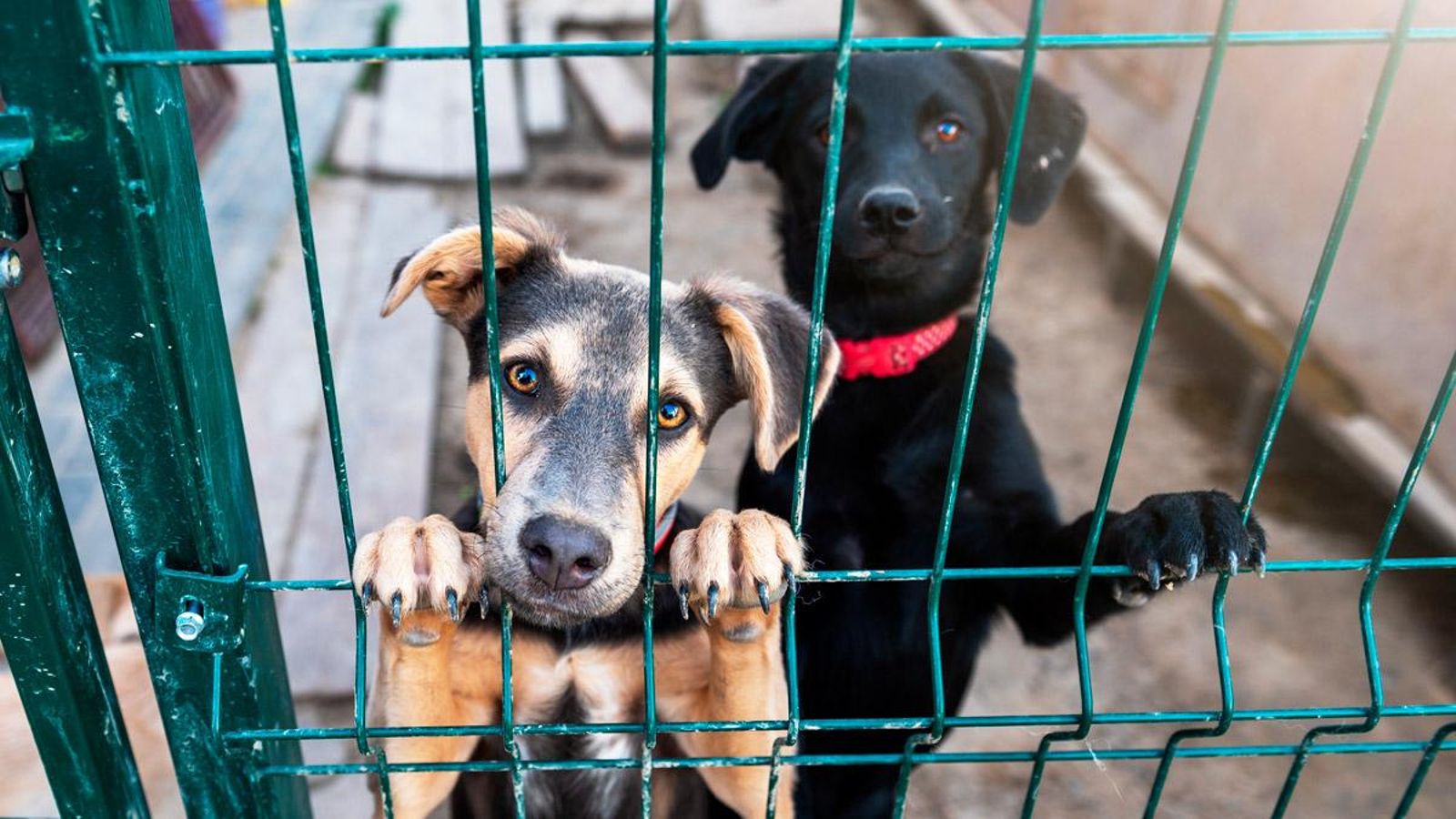 L'adopció de gossos disminueix a valors d'abans de la pandèmia L'adopció de gossos disminueix a valors d'abans de la pandèmia
