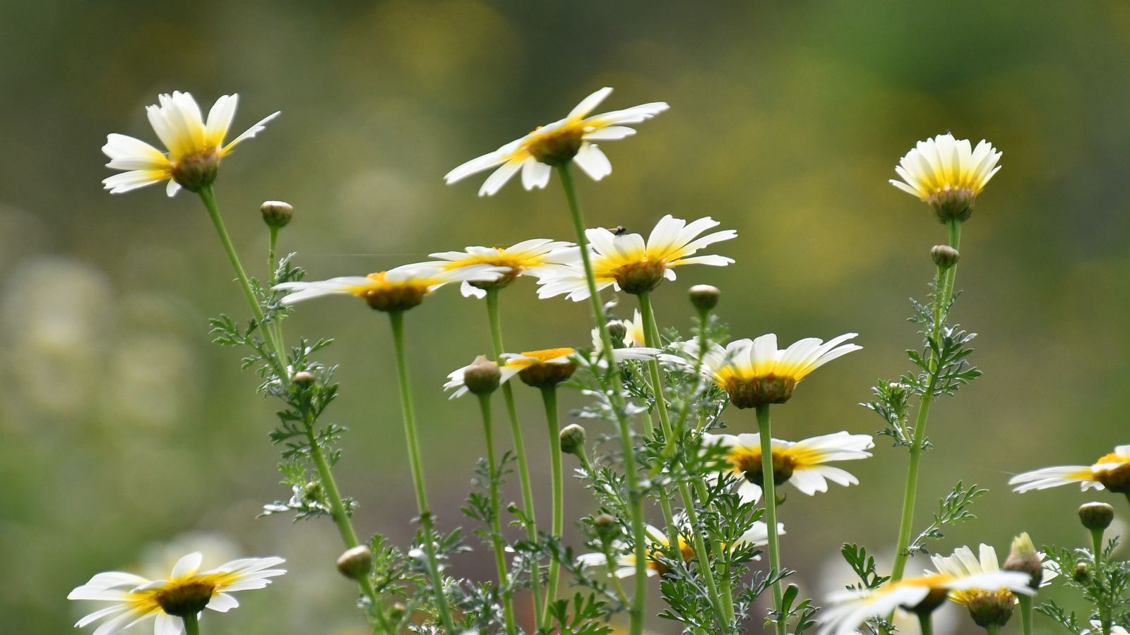 marcela escandell betera