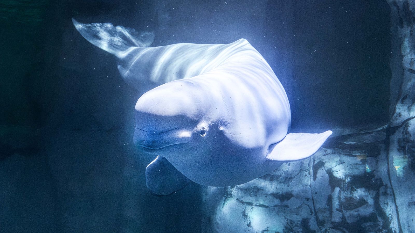 La beluga morta, en arxiu