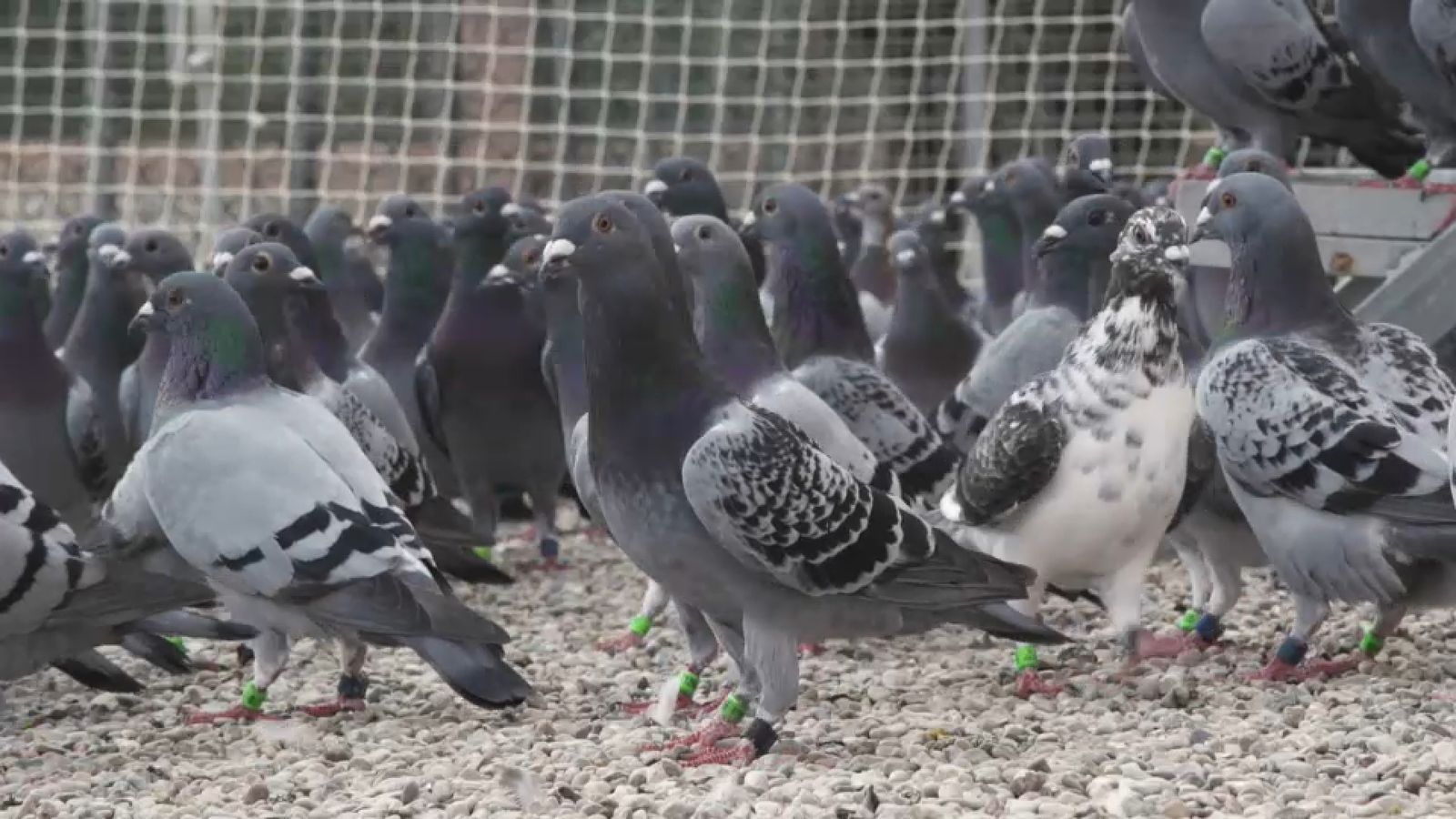 16.04.2022 | Animalades, un Món Bestial