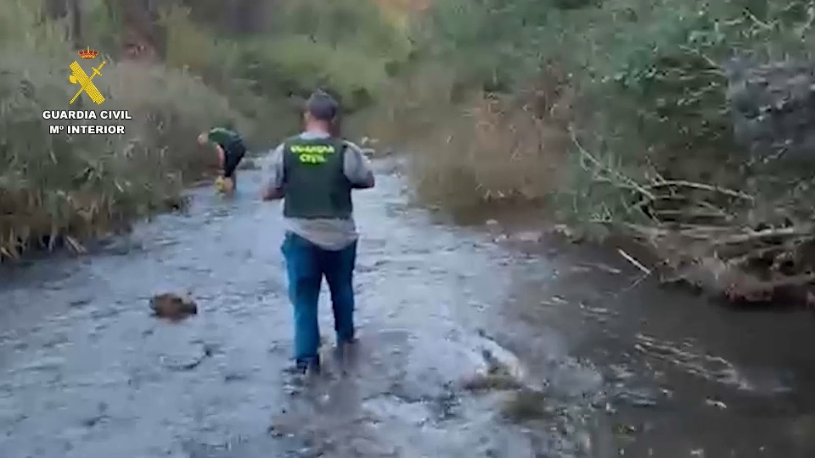 Operació per a desmantellar dos plantacions de marihuana ubicades en les proximitats del riu Millars