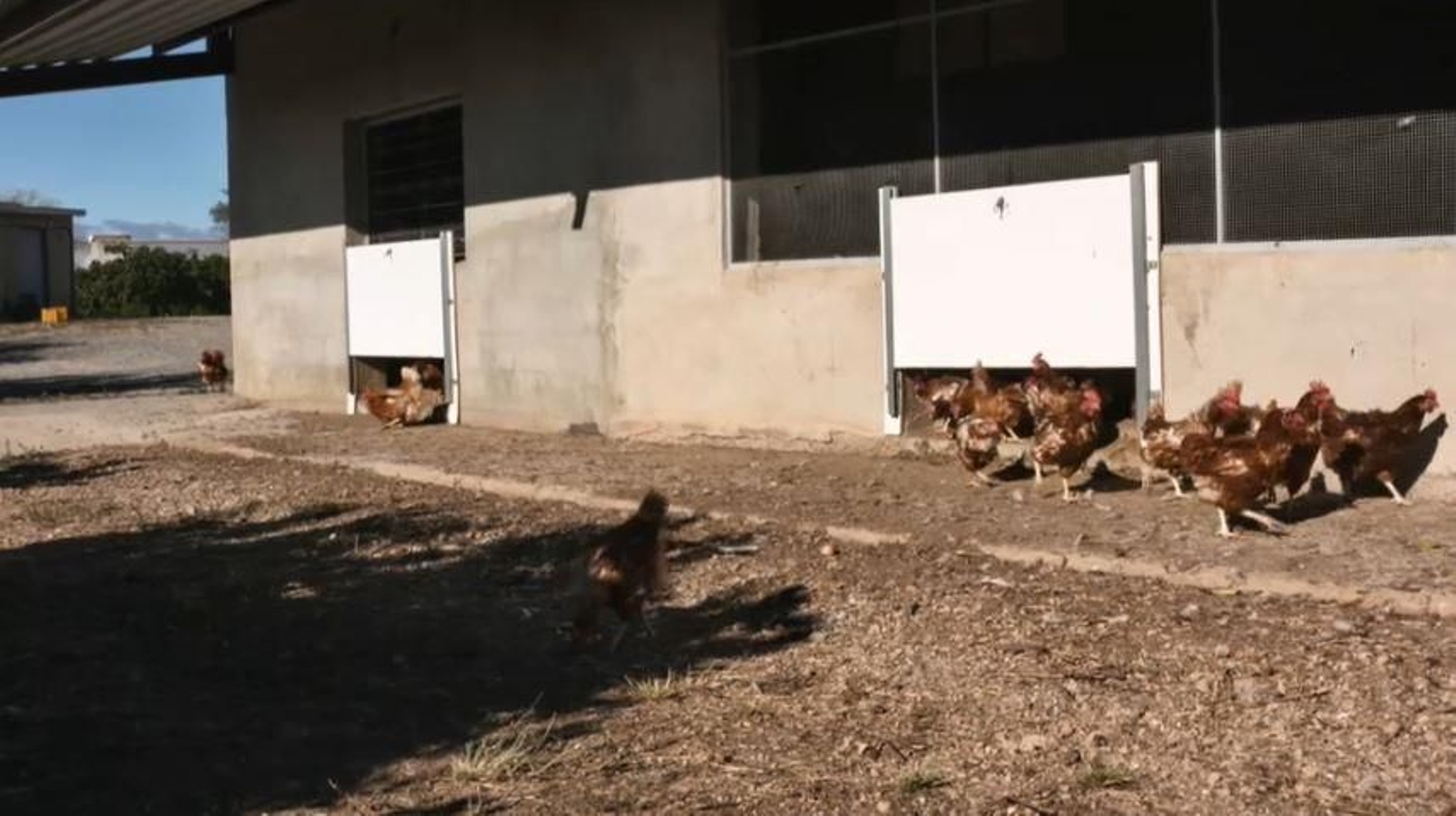 Imatge de les gallines camperoles de Paco