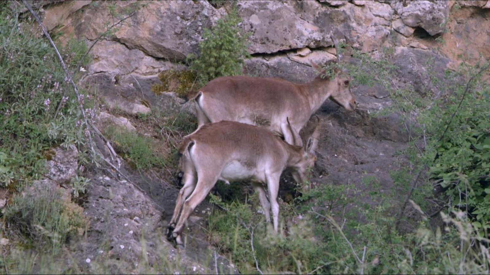 Explorant el Penyagolosa
