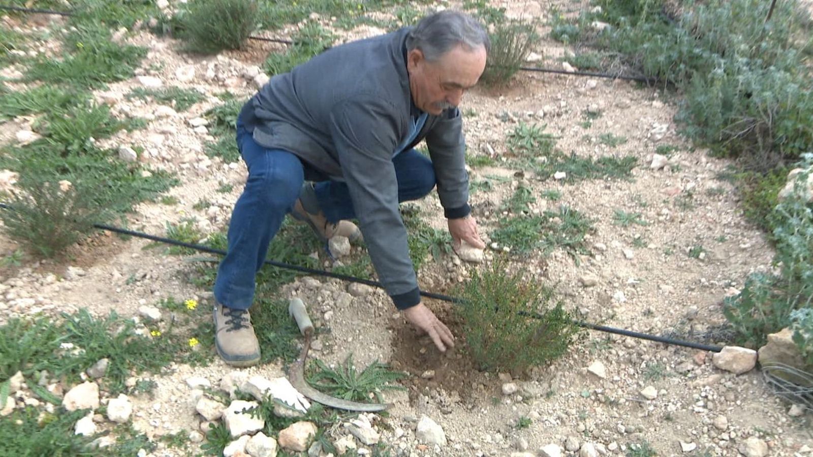 Al Pilar de la Foradada comencen a cultivar la tòfona del desert