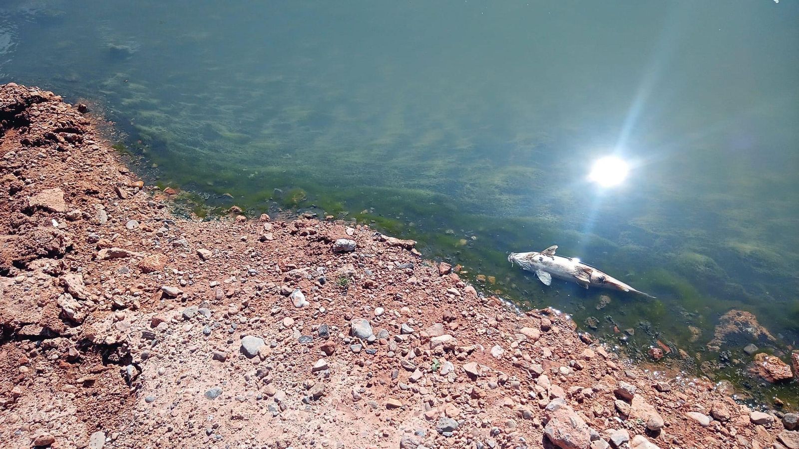 Vora del riu Magre amb un peix mort Vora del riu Magre amb un peix mort