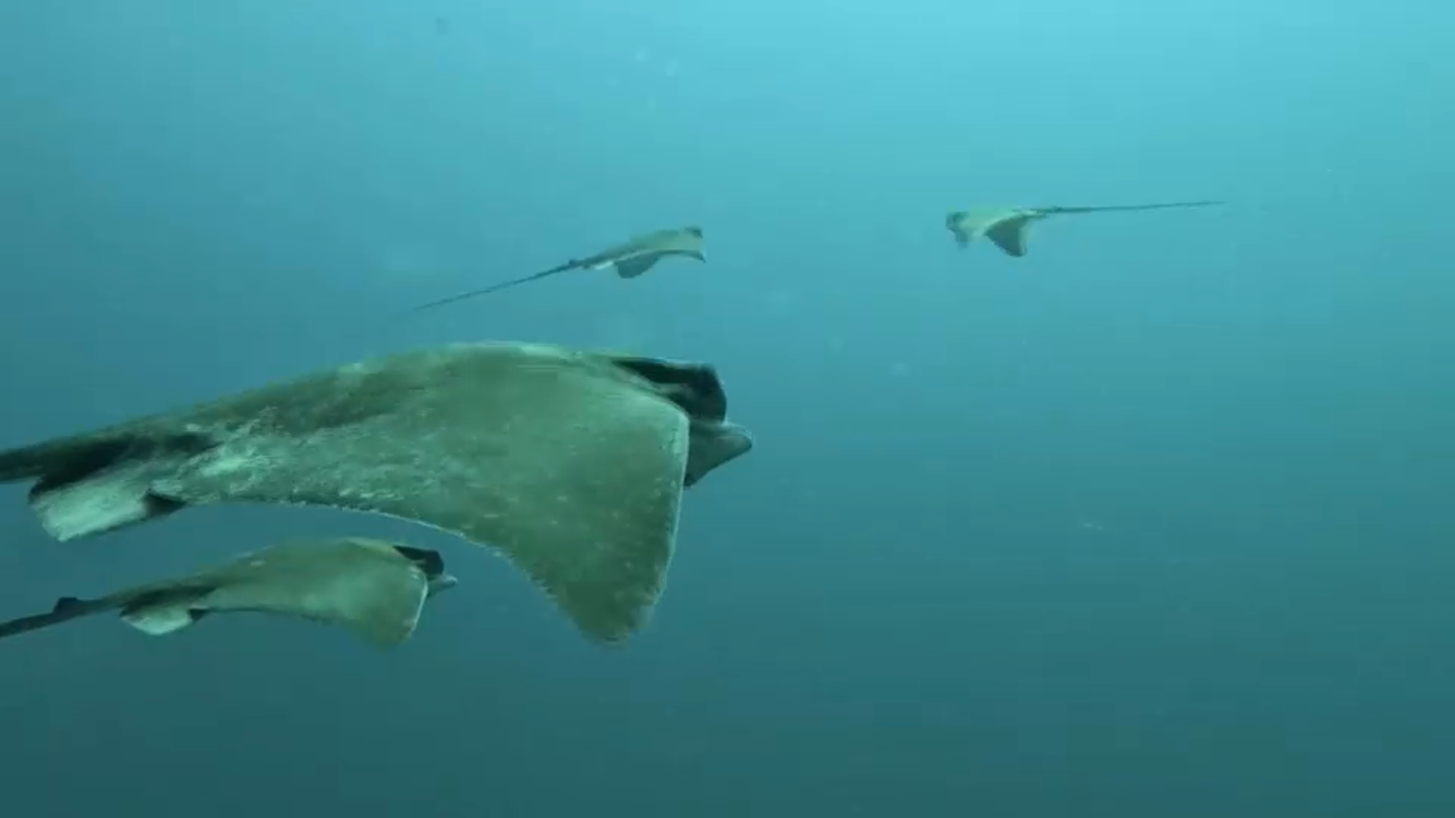 Descobrim els tresor davall d'aigua del parc natural de la serra Gelada