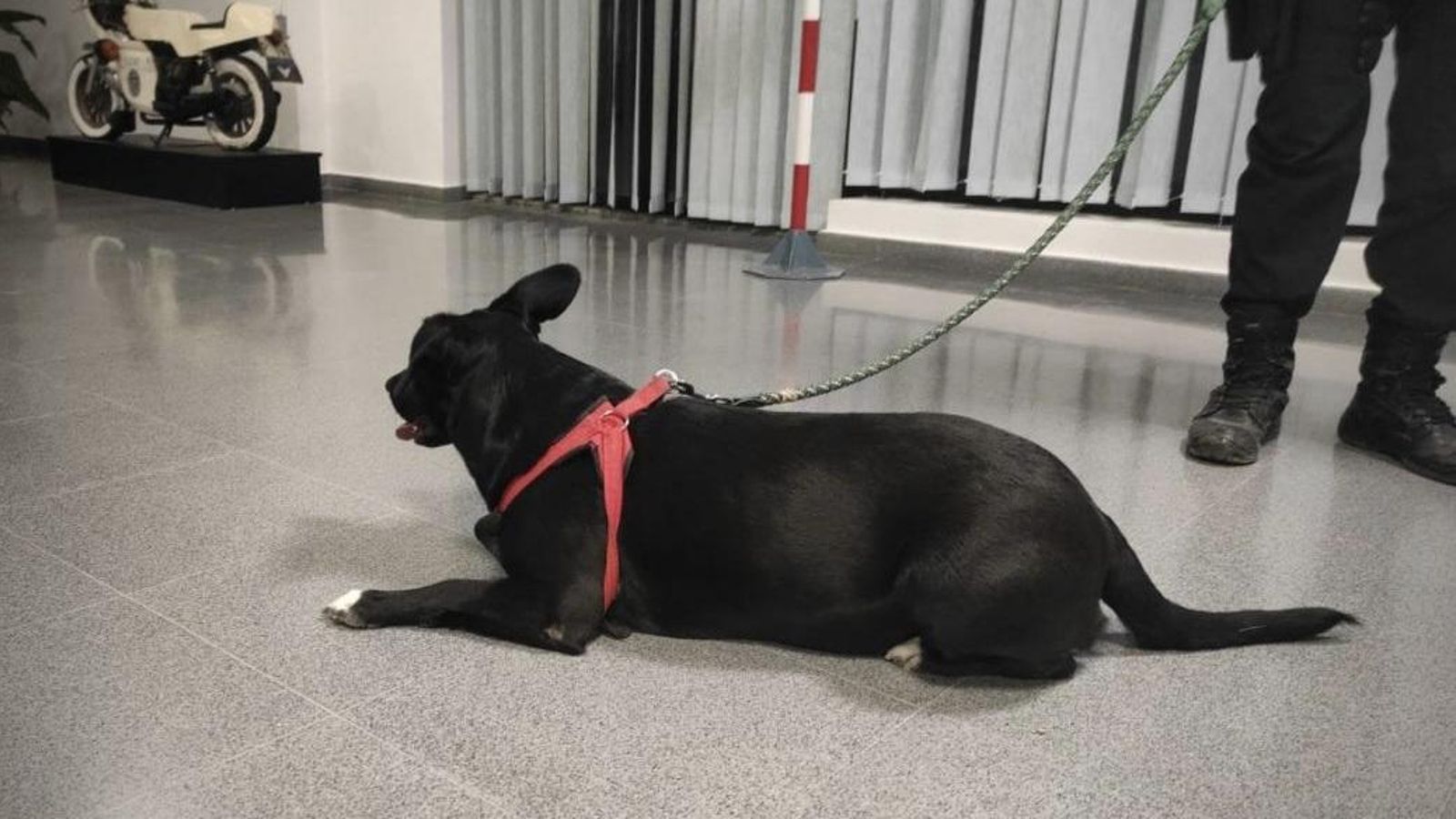 Investigat per pegar punyades i puntades a un gos al carrer a Elx