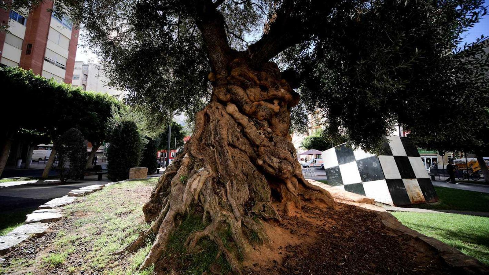 El ficus de la plaça de Maria Agustina es converteix en un arbre monumental d'interés local