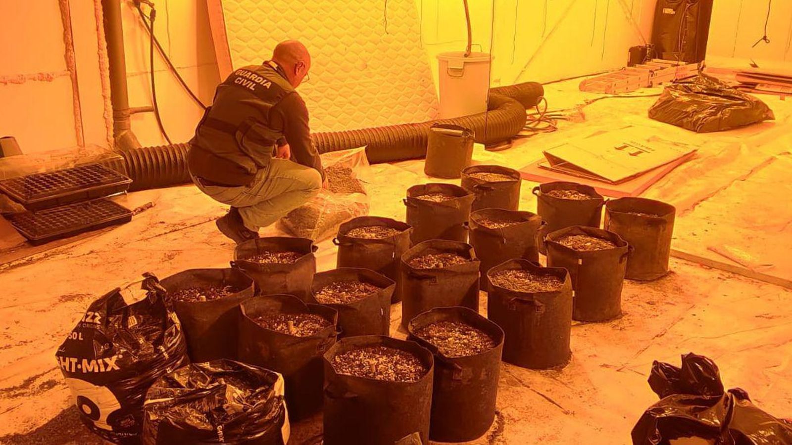 Marihuana intervinguda per la Guàrdia Civil