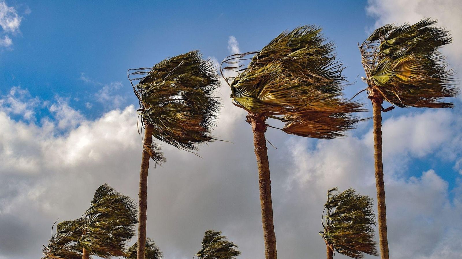 Efecte del vent en les palmeres (arxiu)