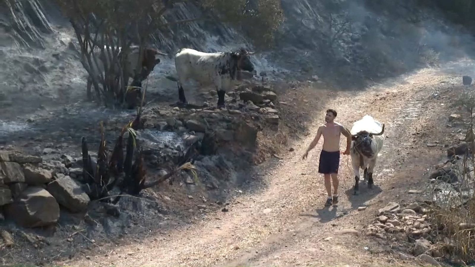 L'UME va alliberar els animals que no van poder ser traslladats