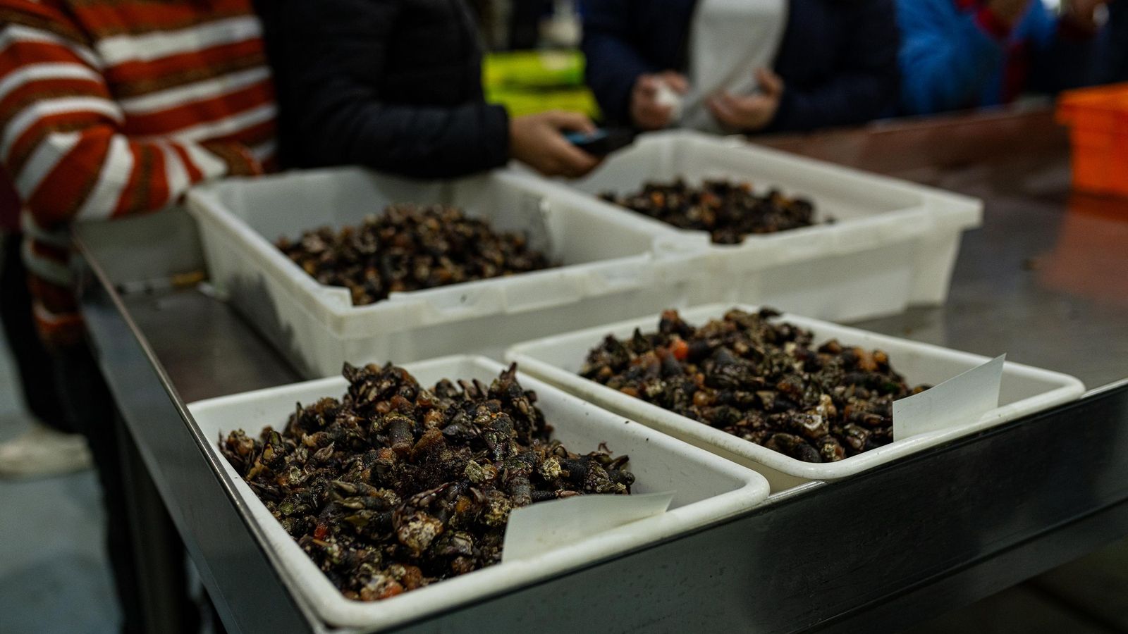Diversos lots de percebes