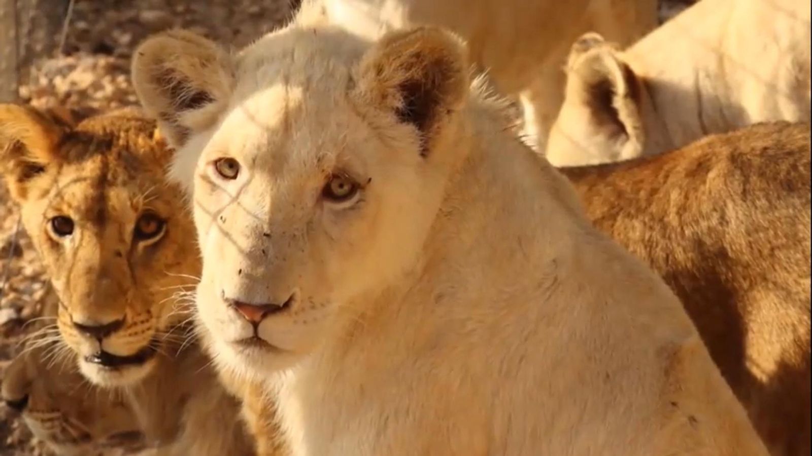 El lleó Tzigane se sotmet a un TAC i un ecocardiograma