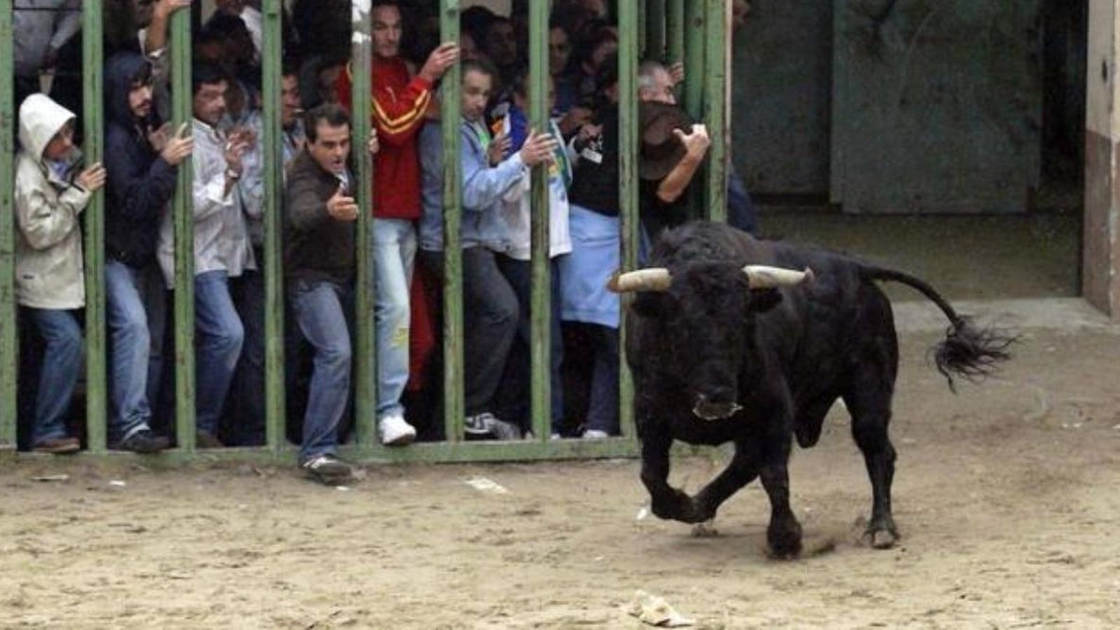 Mor un jove per l'envestida d'una vaqueta al Pinós