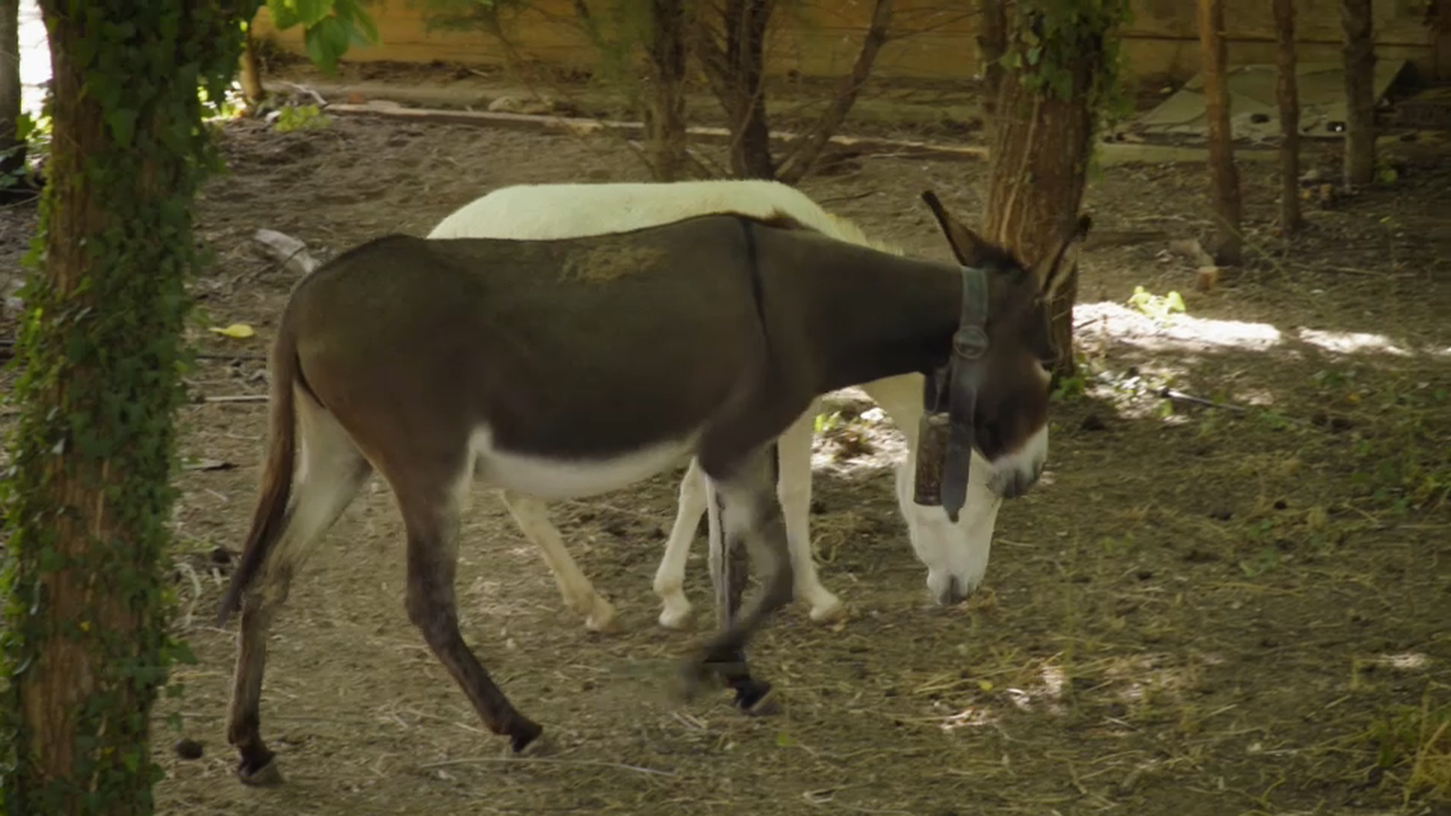 Dos rucs mengen brossa a la muntanya