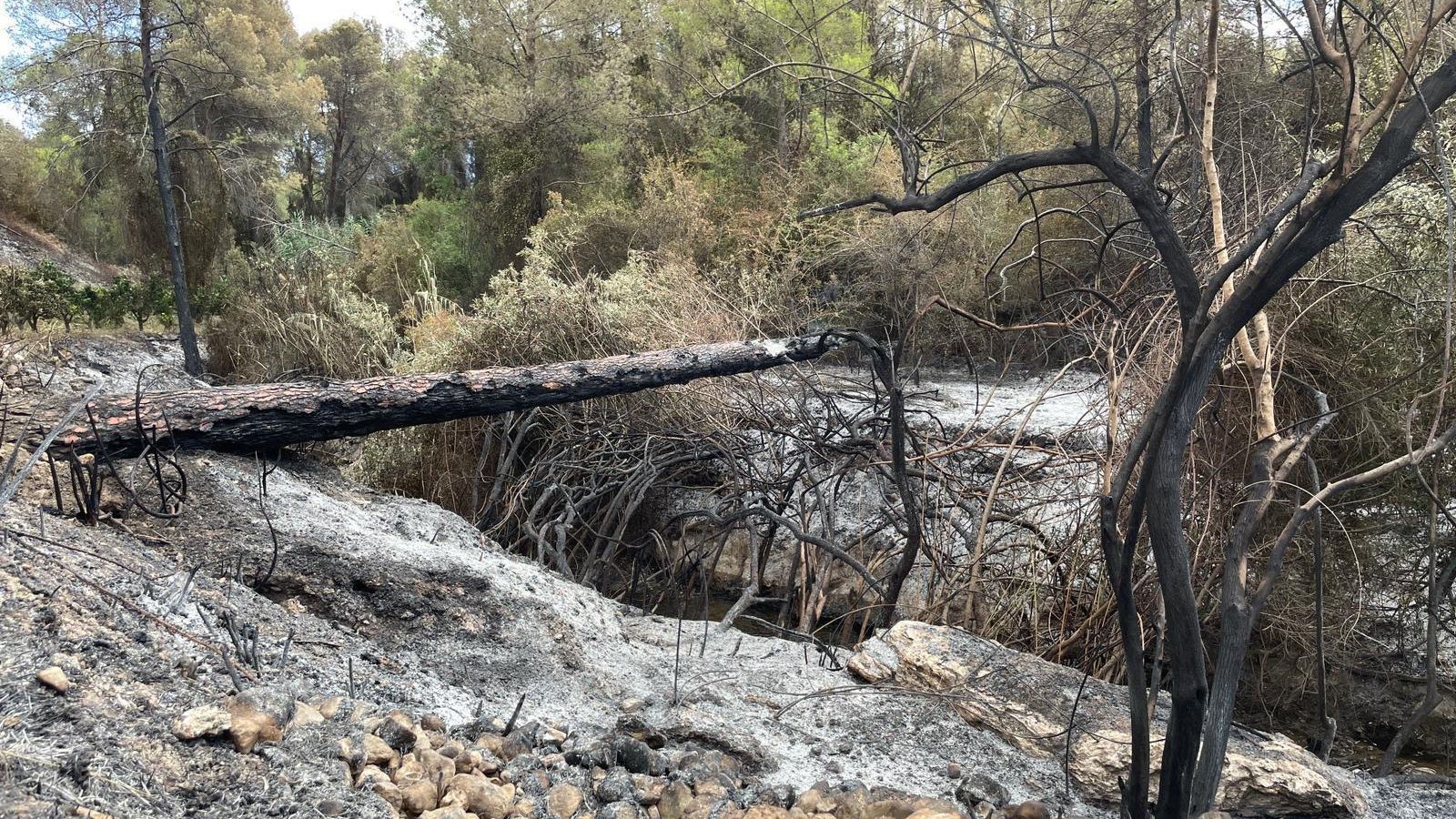 Zona cremada de l'incendi forestal de Simat de la Valldigna, este dissabte
