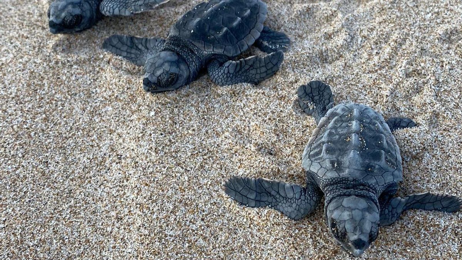 Sis ous de tortugues boves han fet eclosió en el niu ubicat a la platja de la Punta