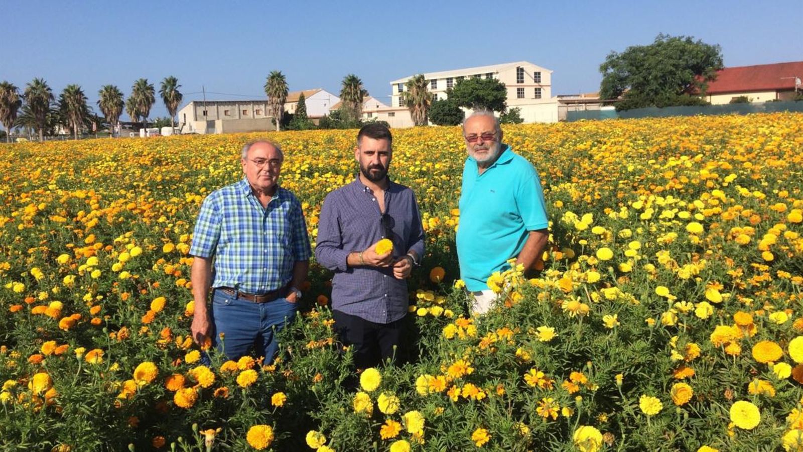 Fuset visita amb l’horticultor Miguel Galán els camps on es cultiven els clavellons que es llançaran en la Batalla de Flors