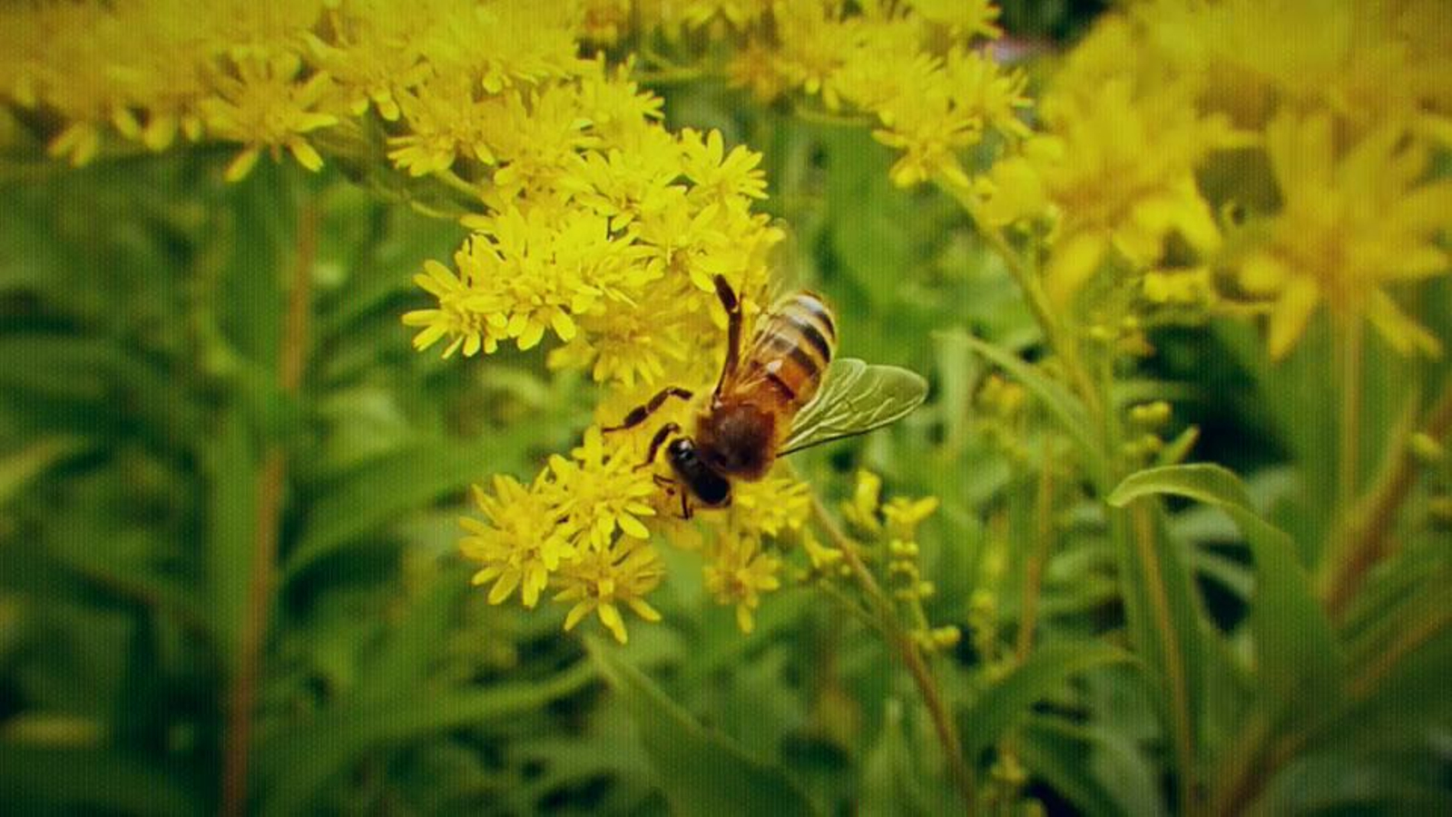 Una abella en el moment de la polinització