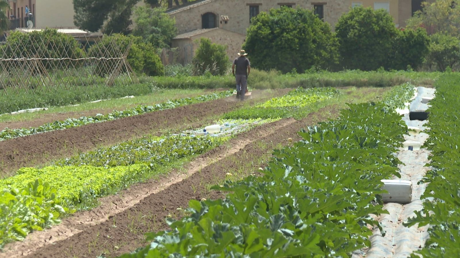 La calor avança la collita del cogombre i la carabasseta