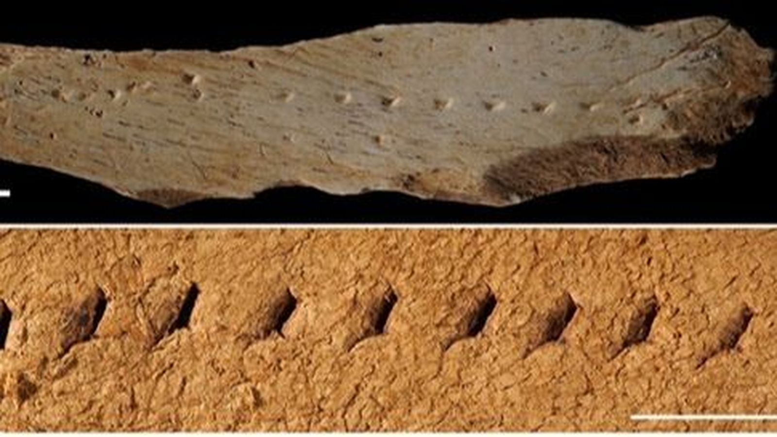 L’os de fa 39.600 anys trobat en el jaciment dels Canyars i una rèplica de la tècnica de perforació per a fer una costura lineal