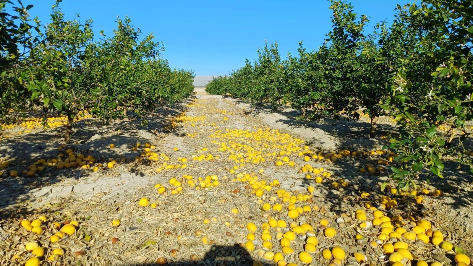Un camp de llimes fines del Baix Segura, amb la collita en terra per la falta de rendibilitat agrícola