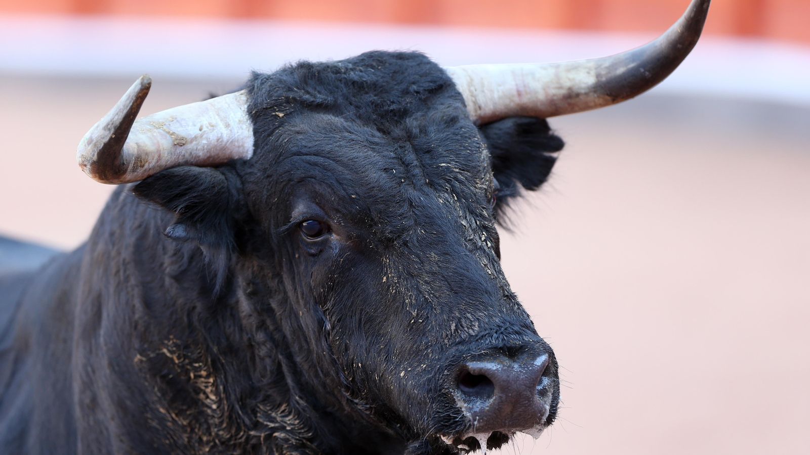 Imatge d'un bou de lídia Imatge d'un bou de lídia