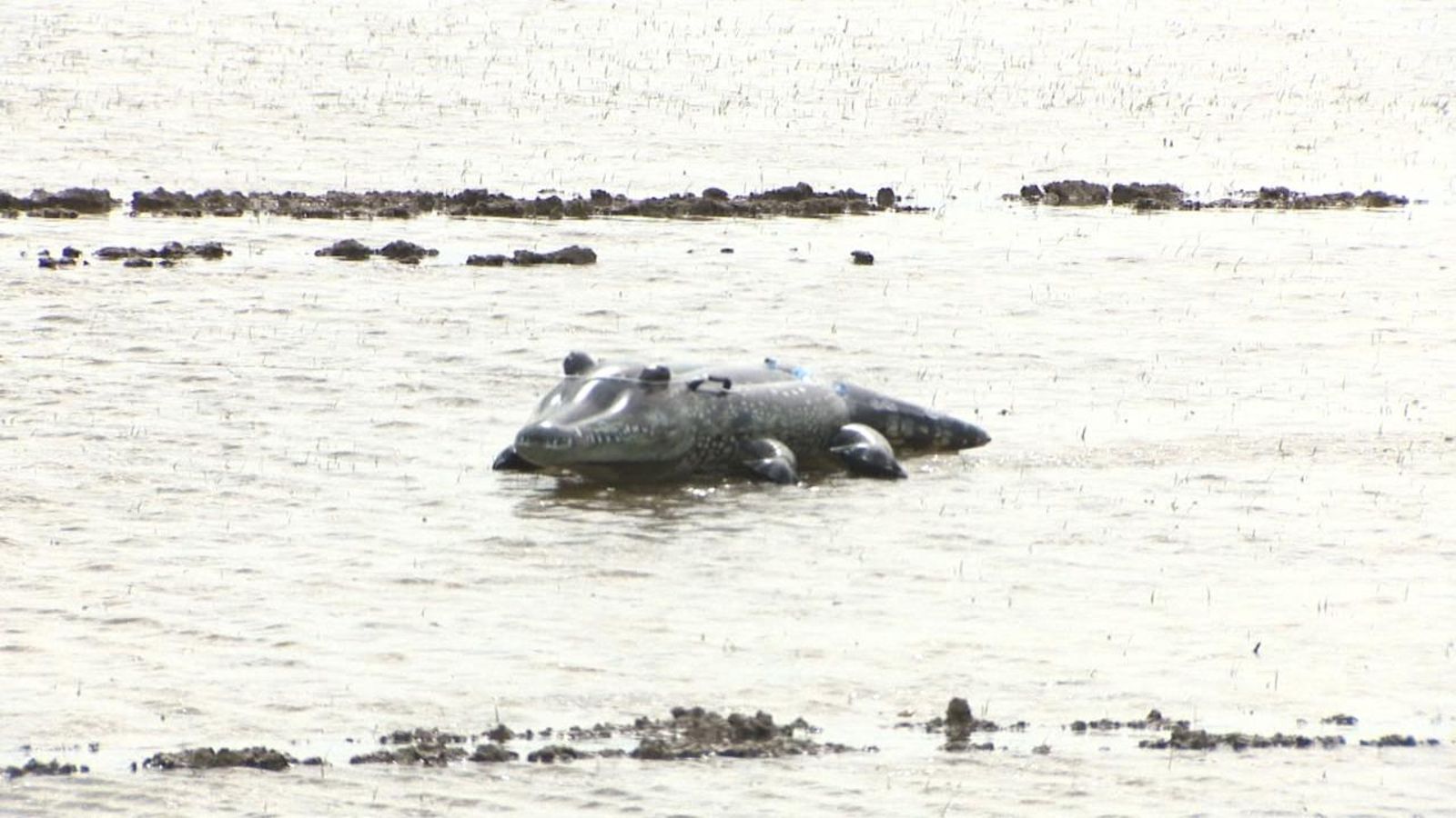 Els cocodrils s'usen per a protegir la collita de l’arròs de l’Albufera
